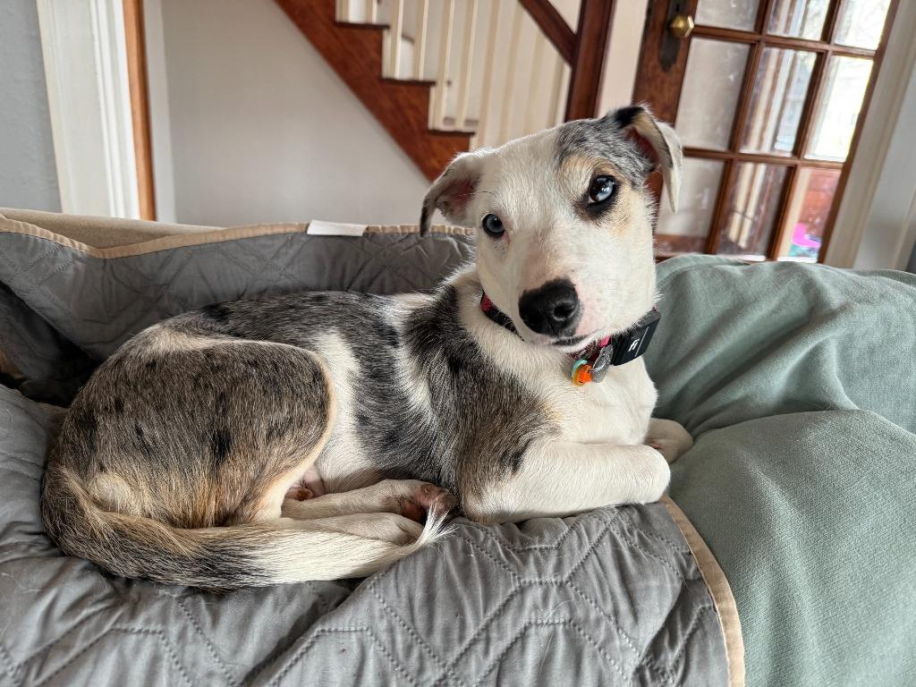 Enlarge Sprinkles, a Adoptable mixed breed in West Bloomfield, MI image 5/6