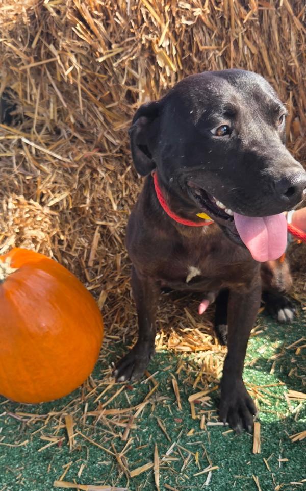 Enlarge Robert, a Adoptable mixed breed in Cleveland, TN image 1/3
