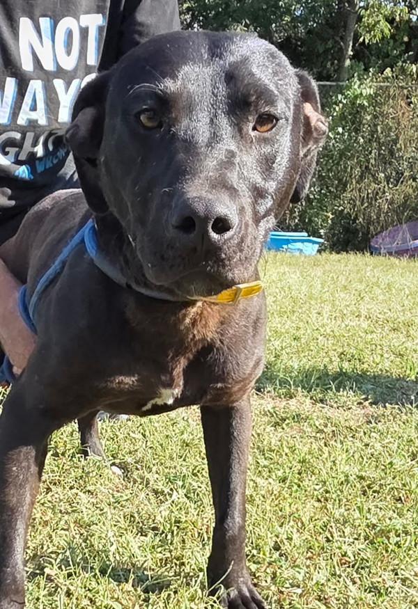 Enlarge Robert, a Adoptable mixed breed in Cleveland, TN image 2/3