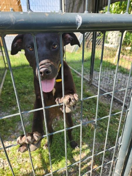 Enlarge Robert, a Adoptable mixed breed in Cleveland, TN image 3/3