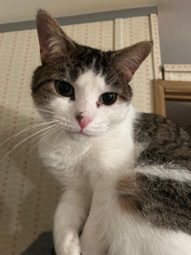 Enlarge Jimothy, a Adoptable Tabby in Livonia, MI image 1/2