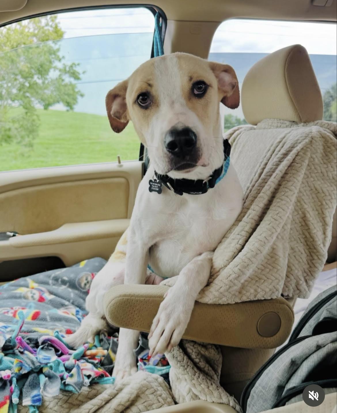 Chance, Adopted, Adult Male Mixed Breed.