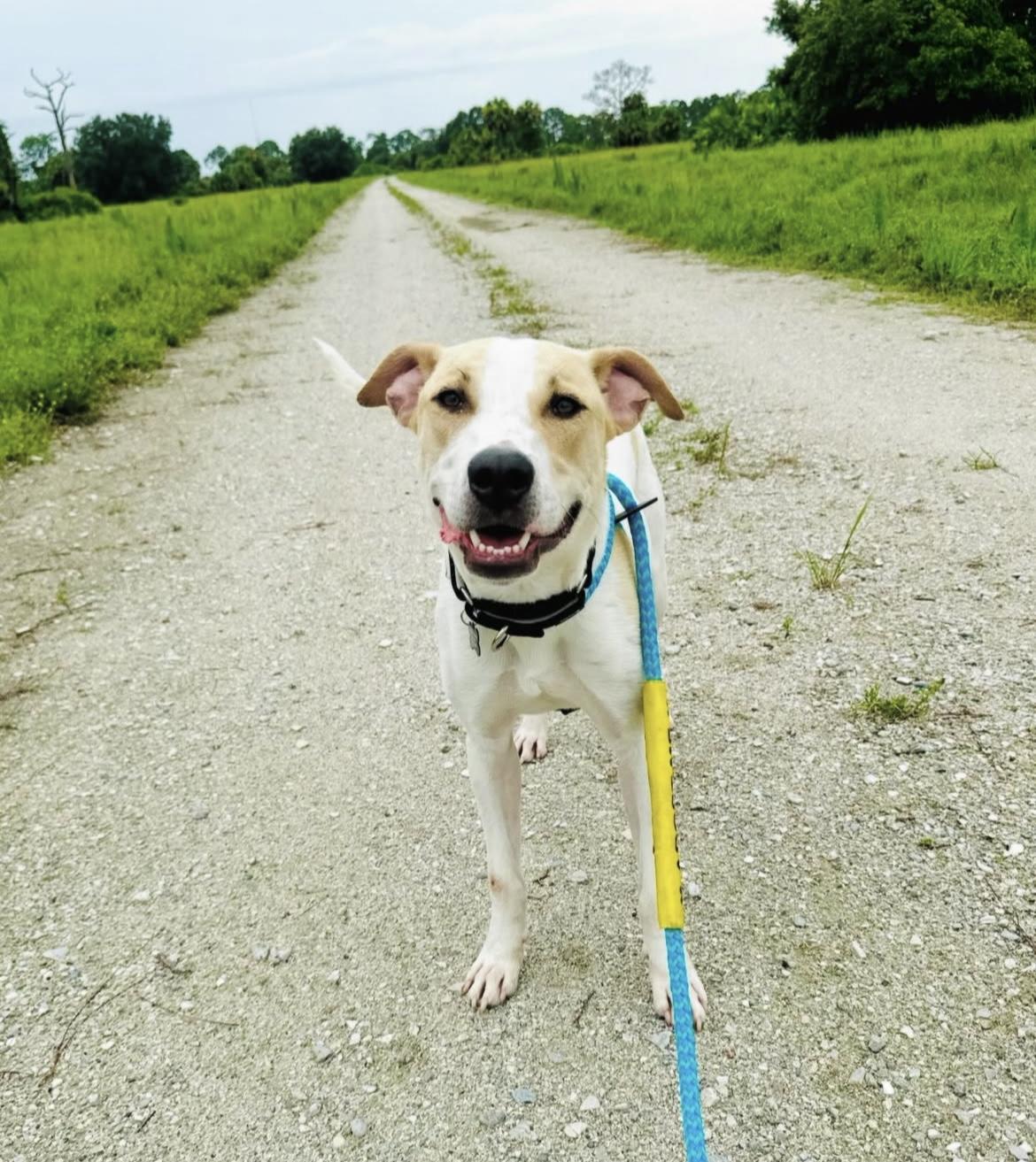 Chance, a Adopted Mixed Breed in Palm City, FL image 2/2