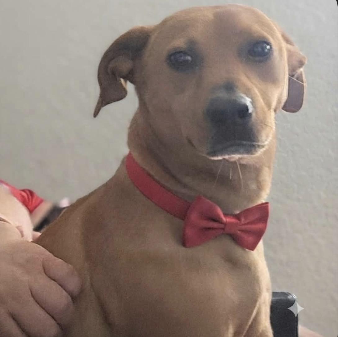 Enlarge Huey, a Adoptable mixed breed in Maineville, OH image 3/6