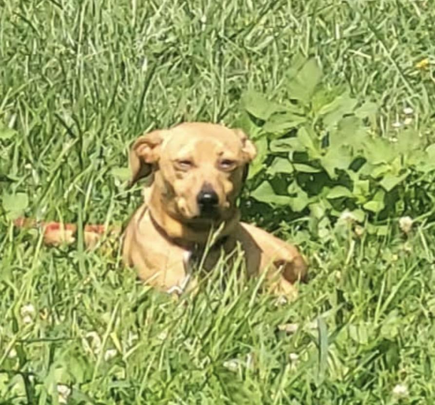 Enlarge Huey, a Adoptable mixed breed in Maineville, OH image 6/6