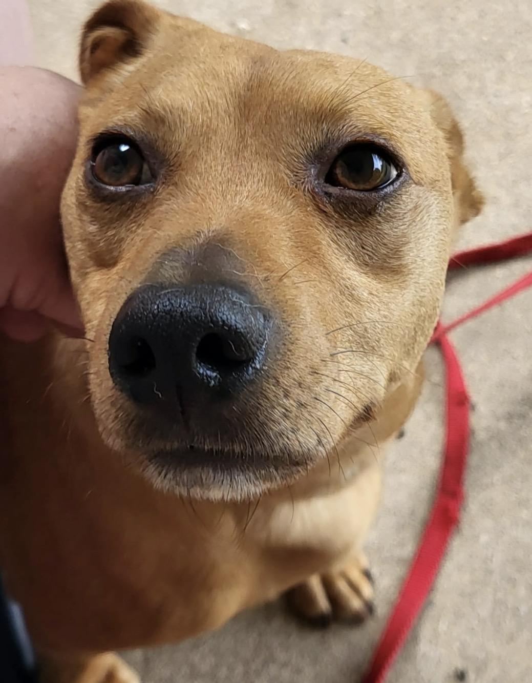 Enlarge Huey, a Adoptable mixed breed in Maineville, OH image 5/6