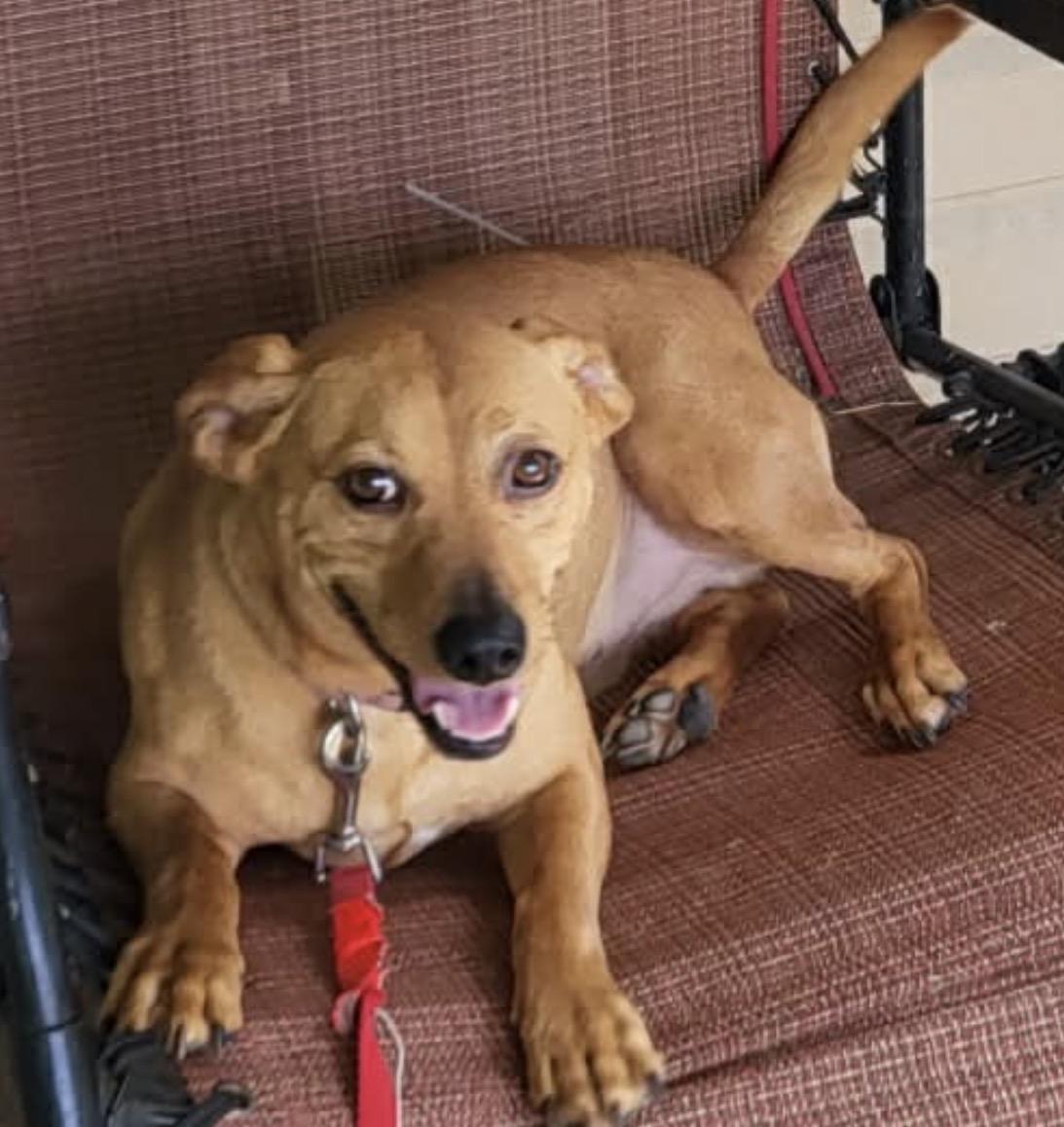 Enlarge Huey, a Adoptable mixed breed in Maineville, OH image 1/6