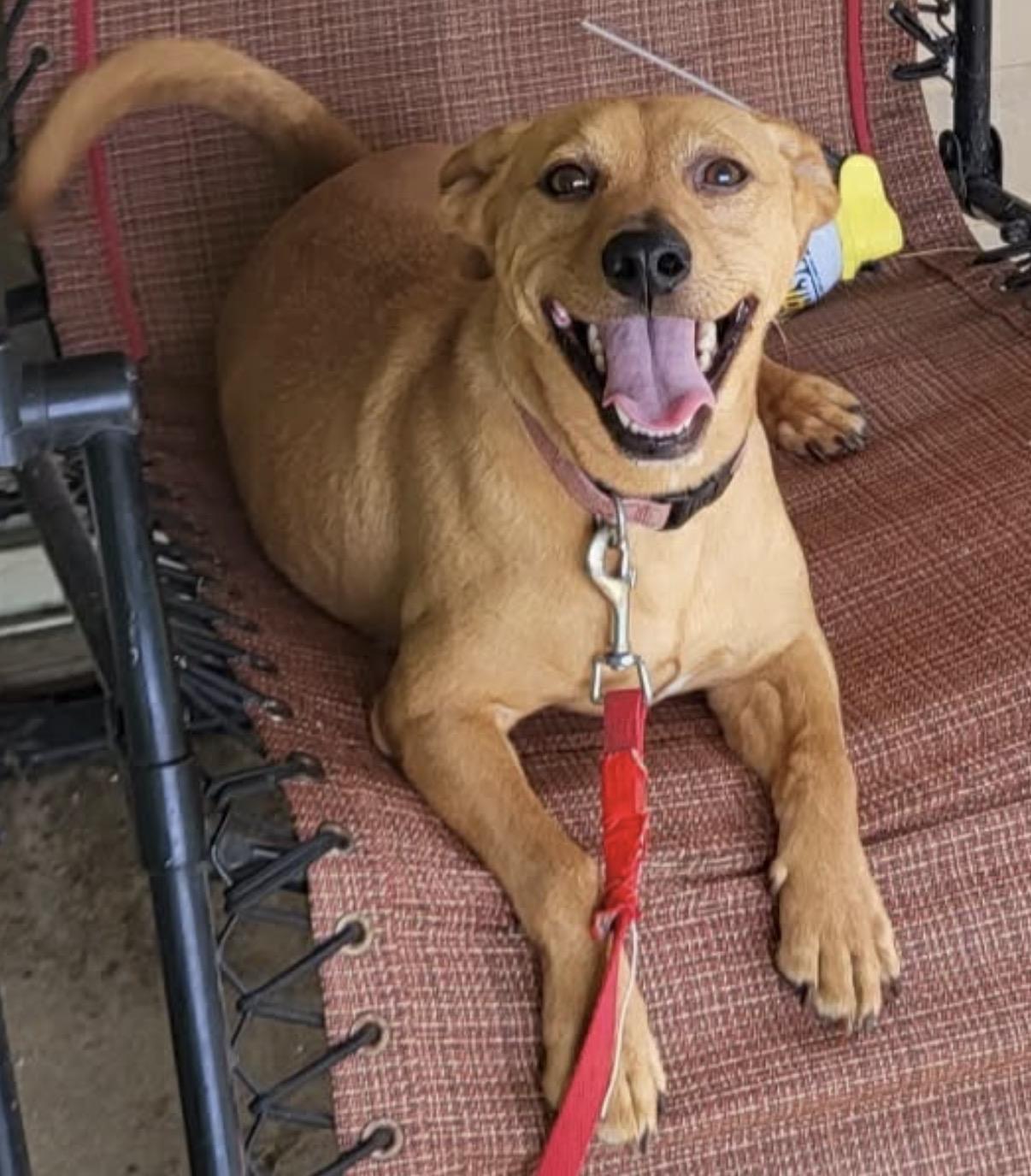 Enlarge Huey, a Adoptable mixed breed in Maineville, OH image 2/6