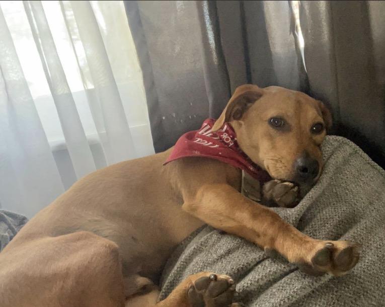 Enlarge Huey, a Adoptable mixed breed in Maineville, OH image 4/6
