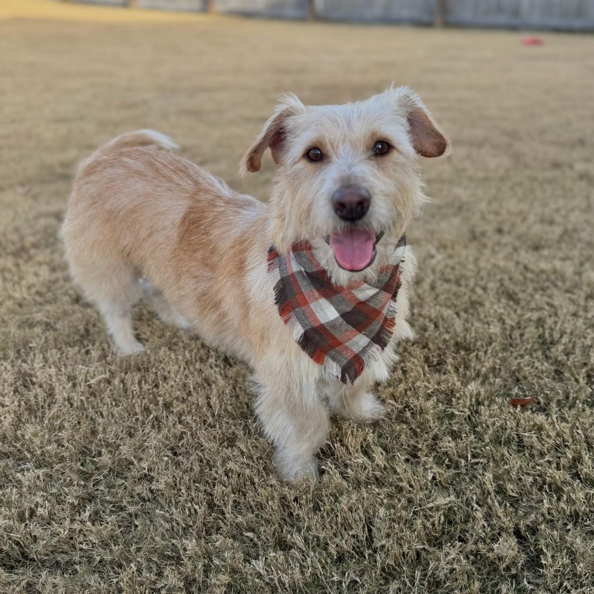 Enlarge Bernie, a Adoptable mixed breed in Greenville, SC image 2/5