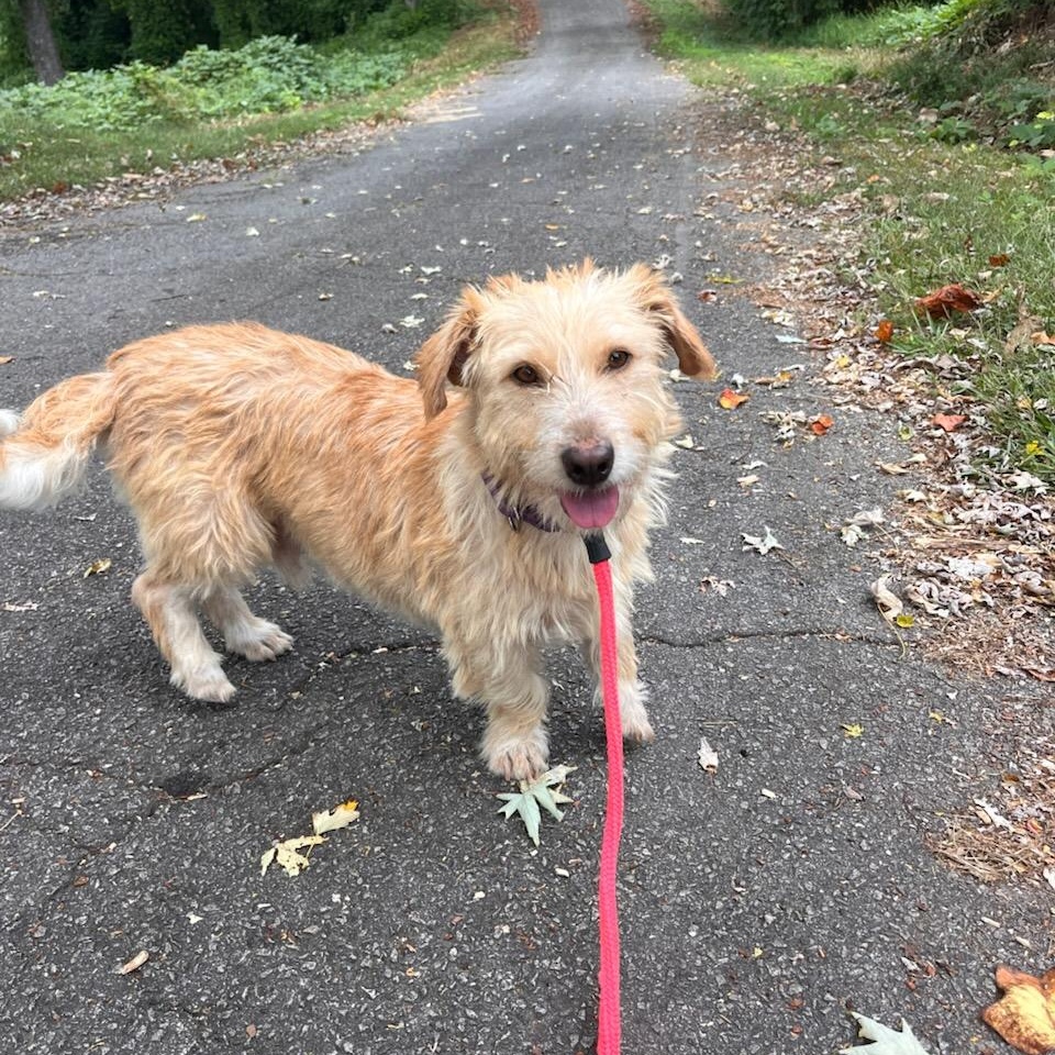 Bernie, Adoptable, Adult Male Border Terrier.