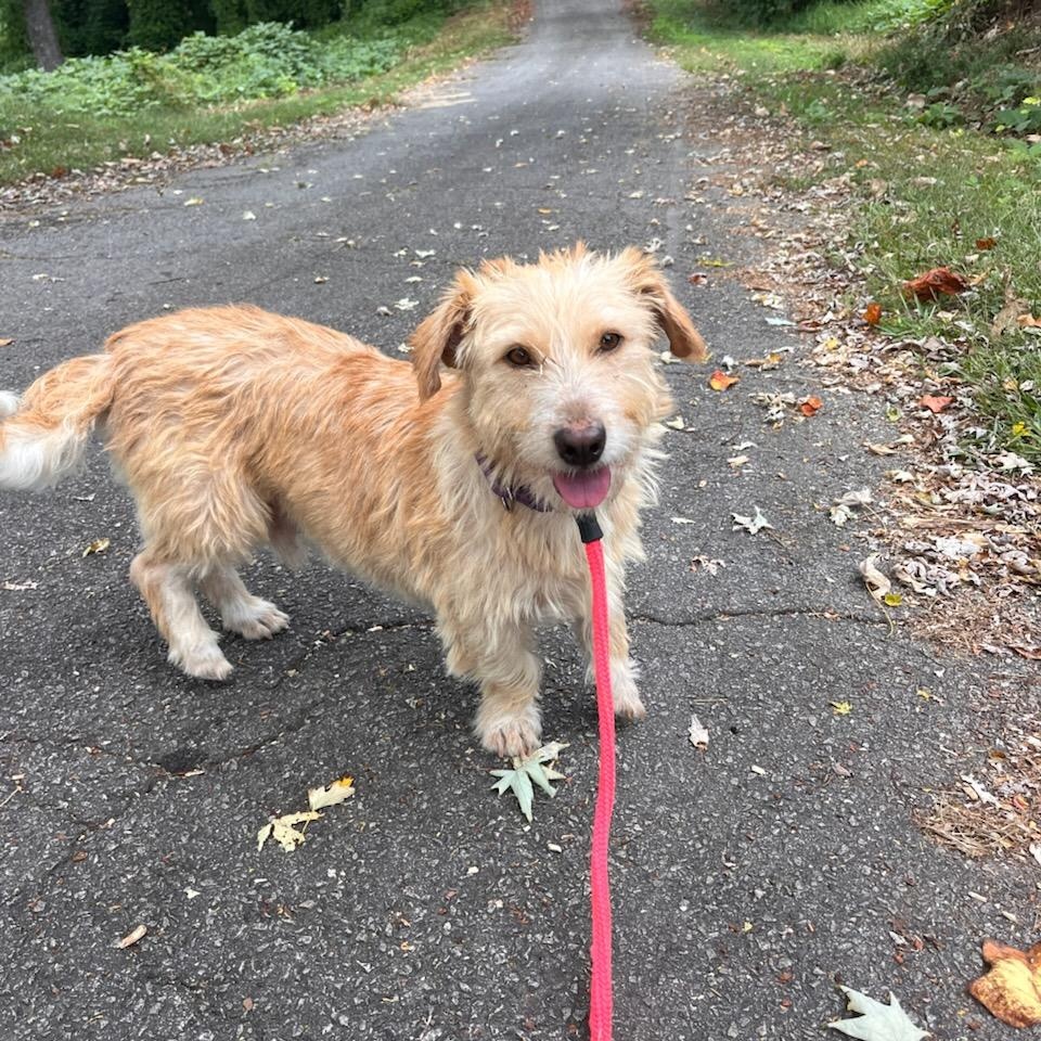Enlarge Bernie, a Adoptable mixed breed in Greenville, SC image 3/5