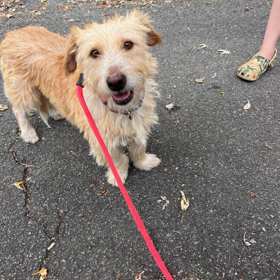Enlarge Bernie, a Adoptable mixed breed in Greenville, SC image 5/5