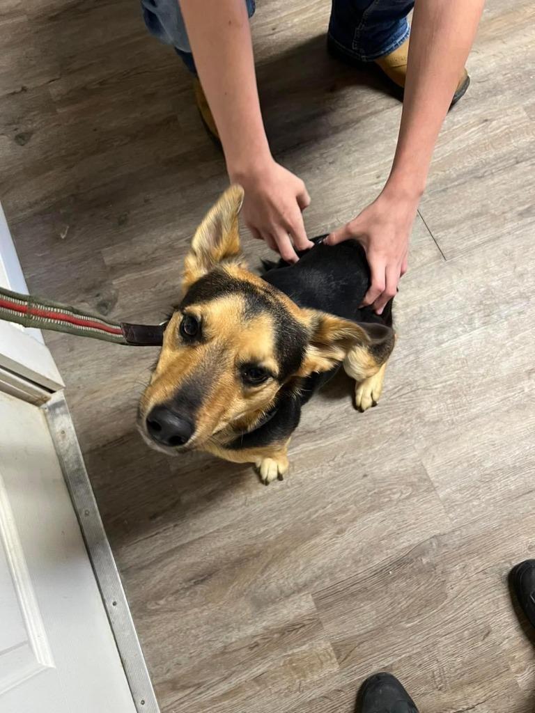 Enlarge Oscar, a Adopted Corgi in Winchester, IN image 1/1