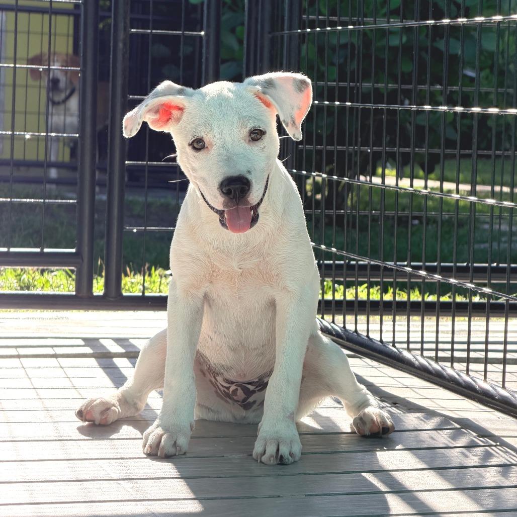 Stu, Adoptable, Puppy Male Mixed Breed.