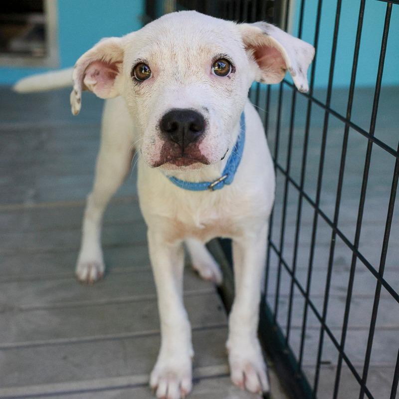 Enlarge Stu, a Adoptable Mixed Breed in Bradenton, FL image 2/3