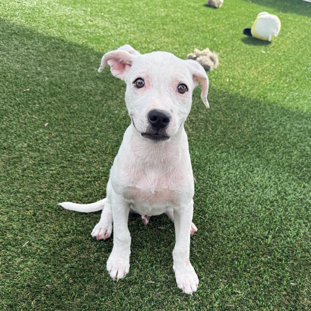 Enlarge Stu, a Adoptable Mixed Breed in Bradenton, FL image 3/3