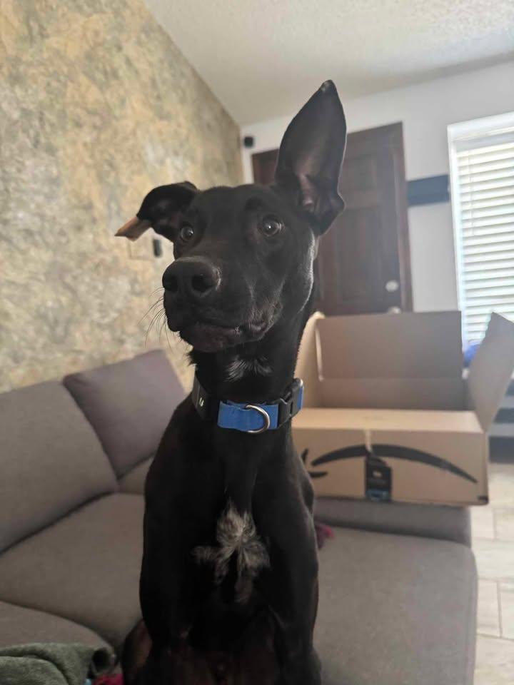 Roo, a Adopted mixed breed in Albuquerque, NM image 2/3