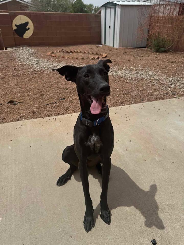 Roo, a Adopted mixed breed in Albuquerque, NM image 3/3