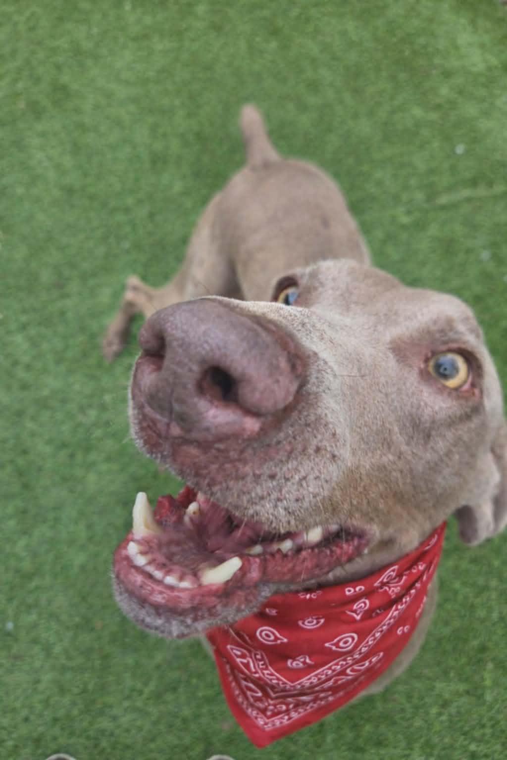 Bam Bam, Adoptable, Adult Male Weimaraner.