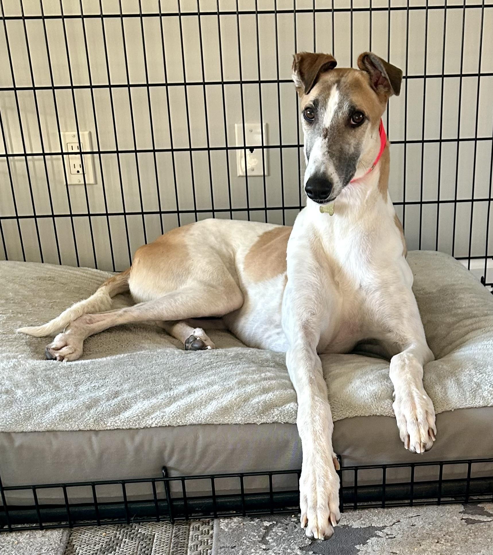 Enlarge Doc, a ADOPTABLE Greyhound in New Hope, PA image 3/3