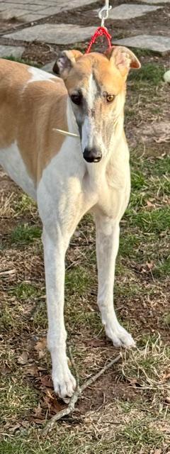 Enlarge Doc, a ADOPTABLE Greyhound in New Hope, PA image 1/3