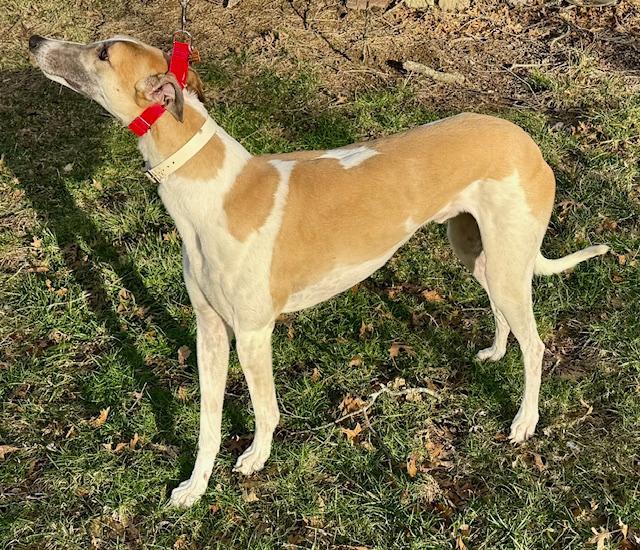 Enlarge Doc, a ADOPTABLE Greyhound in New Hope, PA image 2/3