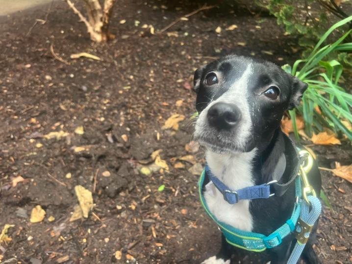 Little Girl thumbnail 4