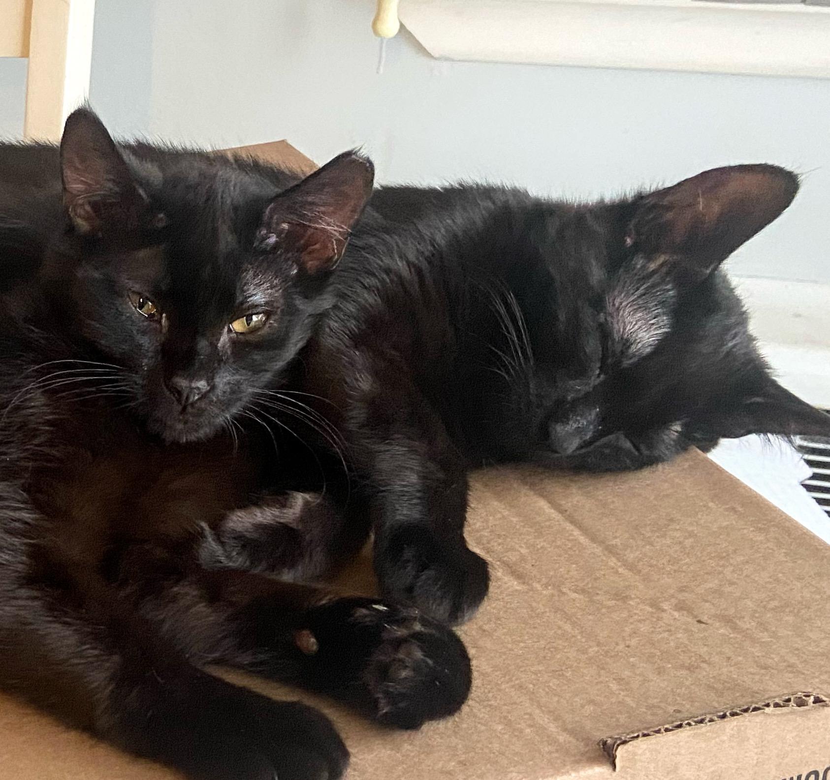 Tux and Toby, a Adoptable Domestic Short Hair in Syosset, NY image 3/5
