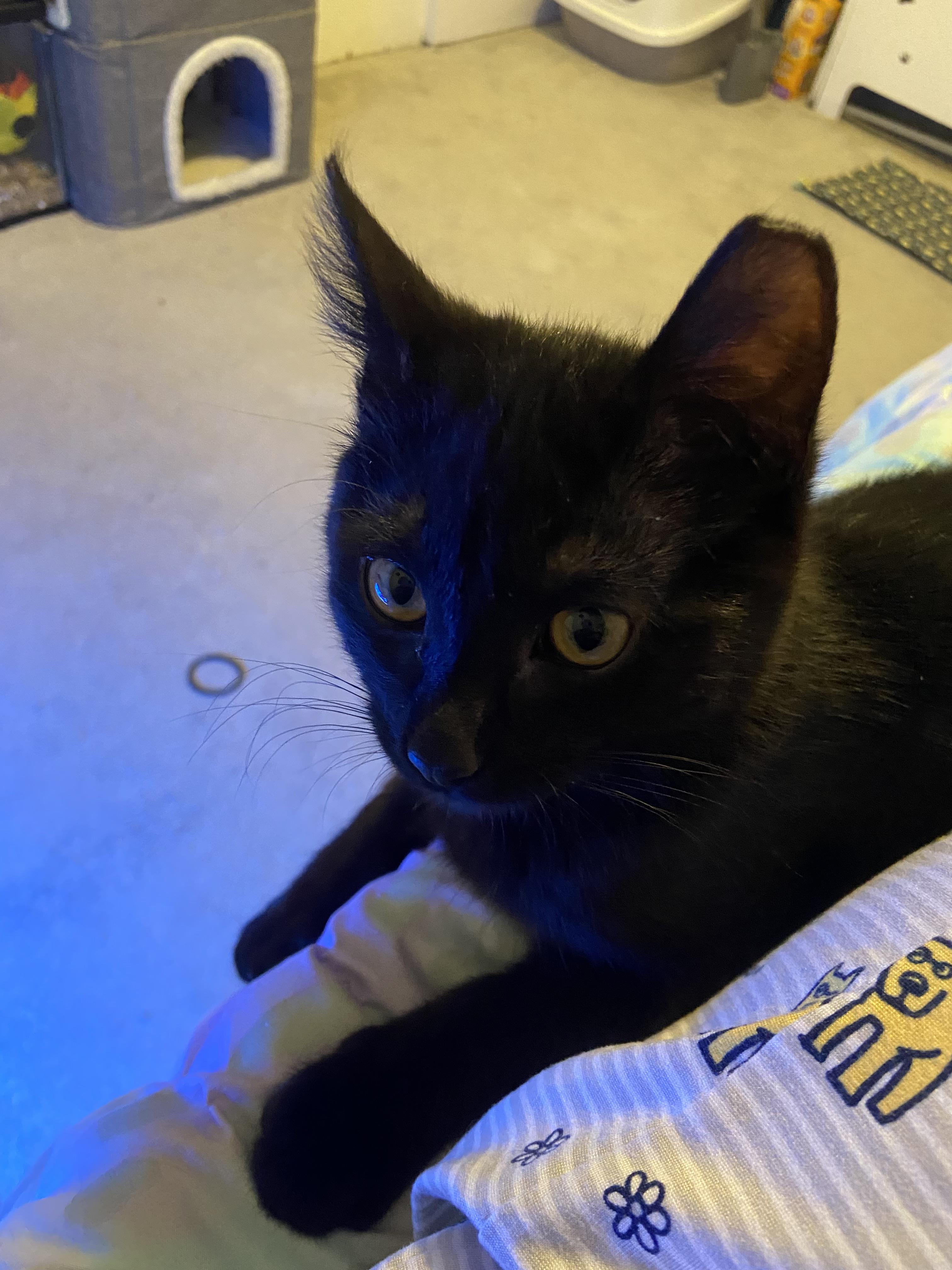 Tux and Toby, Adoptable, Kitten Male Domestic Short Hair.