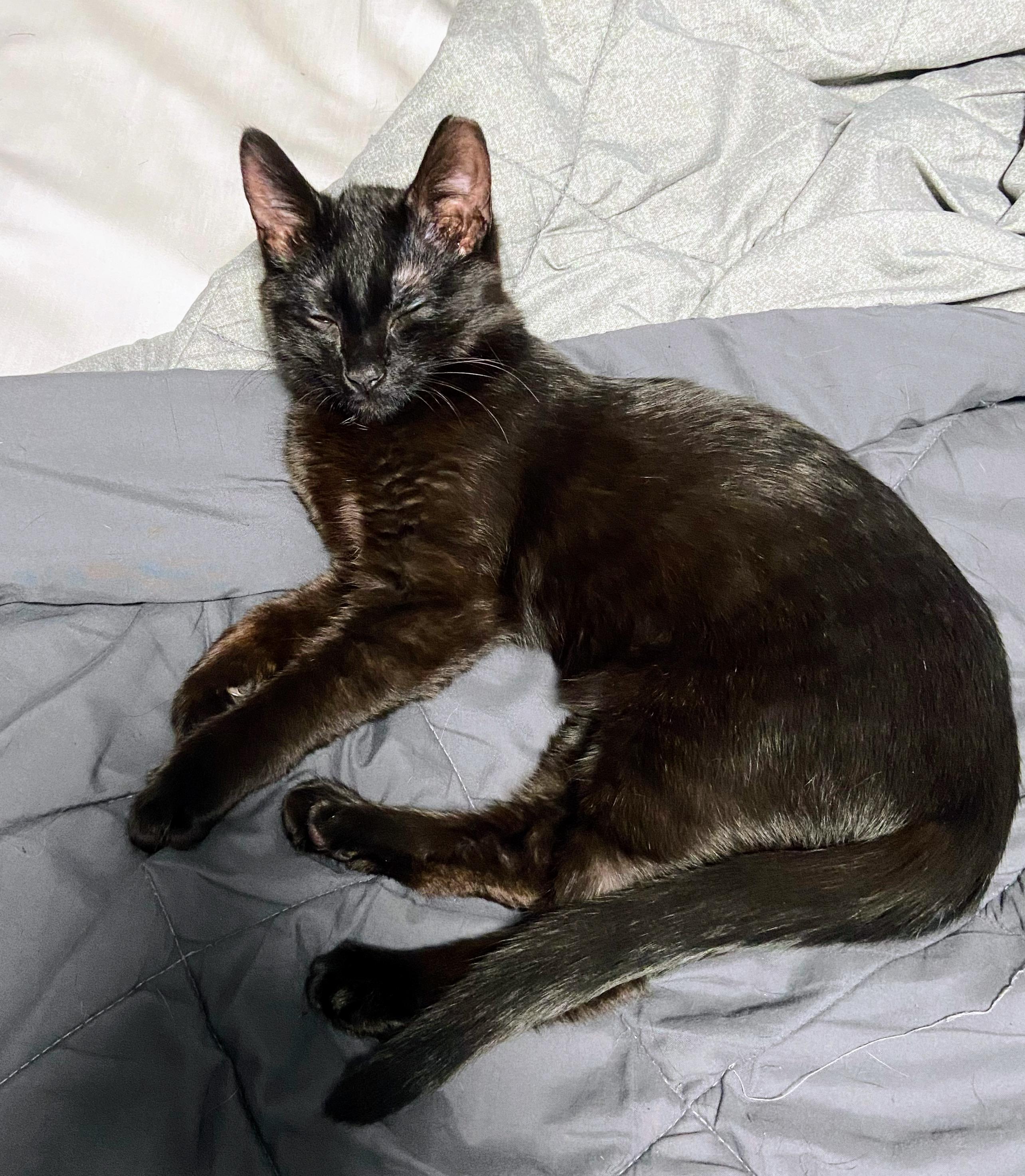 Tux and Toby, a Adoptable Domestic Short Hair in Syosset, NY image 4/5