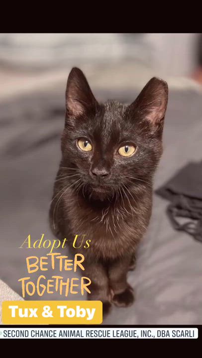 Enlarge Tux and Toby, a Adoptable Domestic Short Hair in Syosset, NY video 5/5