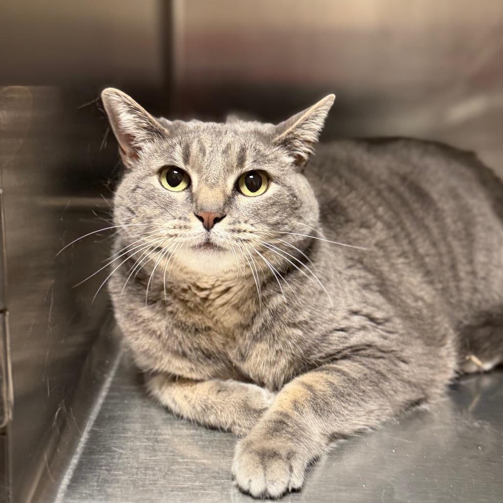 Enlarge LuLu, a Adoptable Domestic Short Hair in Cody, WY image 1/1