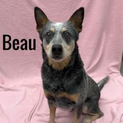 Beau
