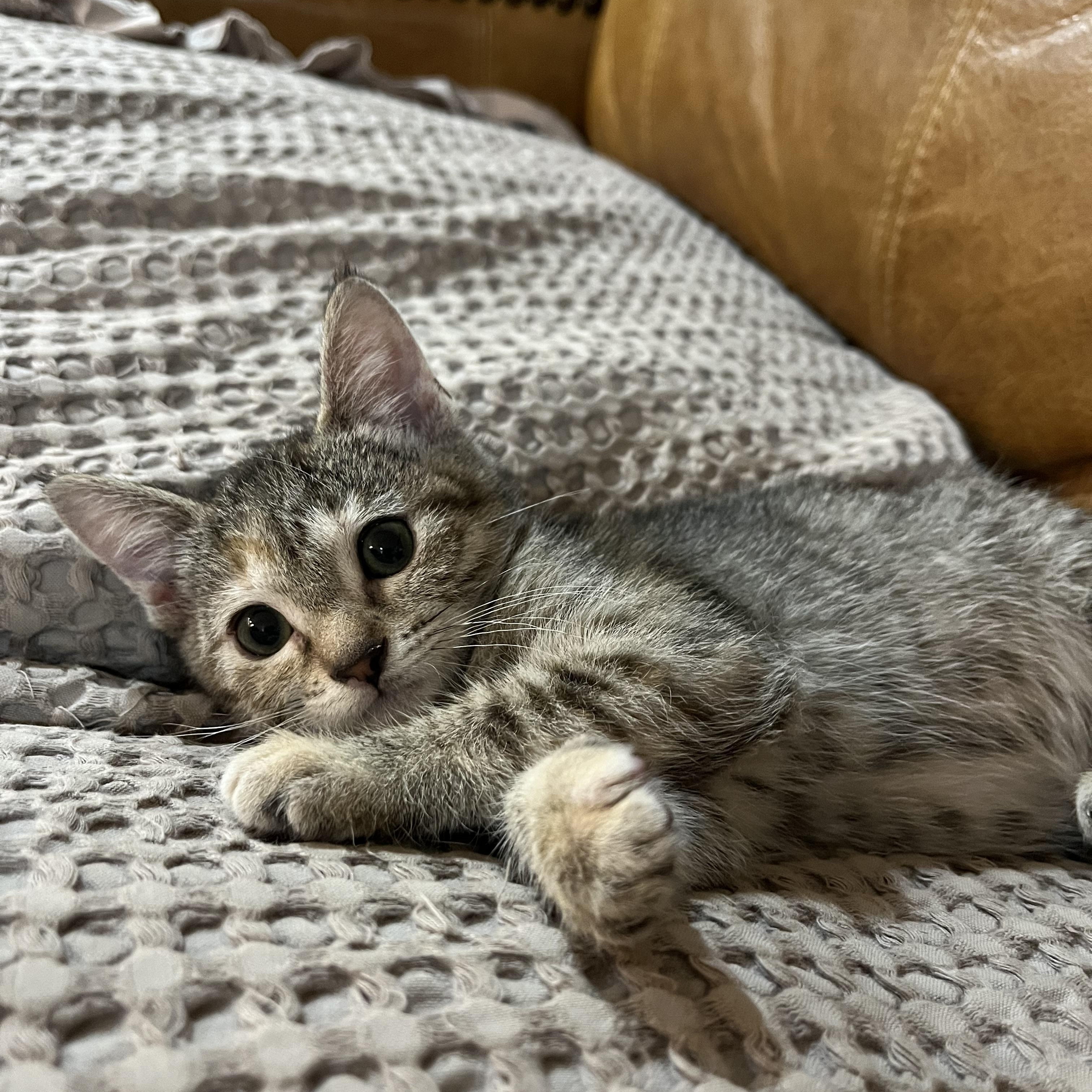 The Peewees (1 of 2) - Ivysaur