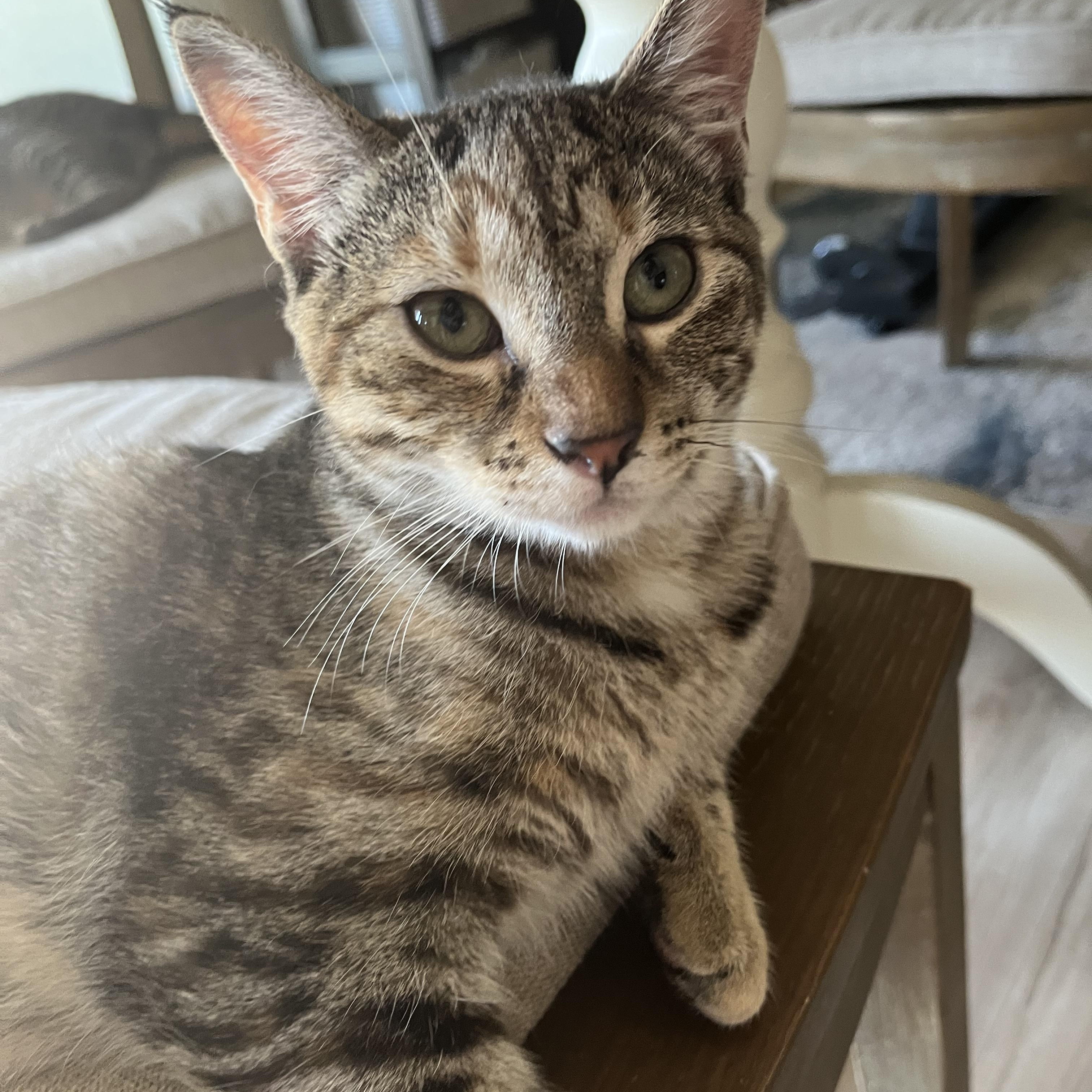 The Peewees (1 of 2) - Ivysaur