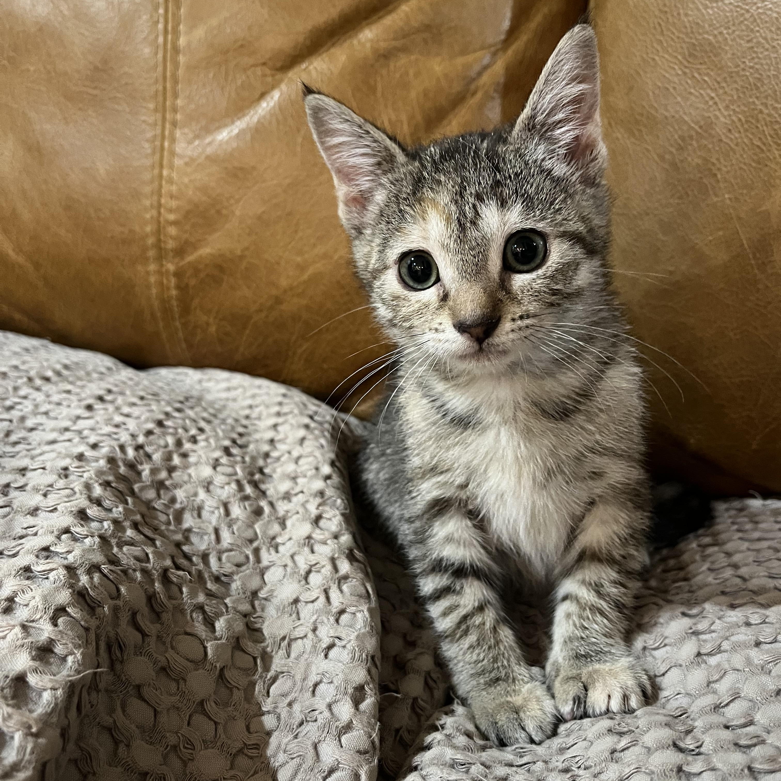 The Peewees (1 of 2) - Ivysaur