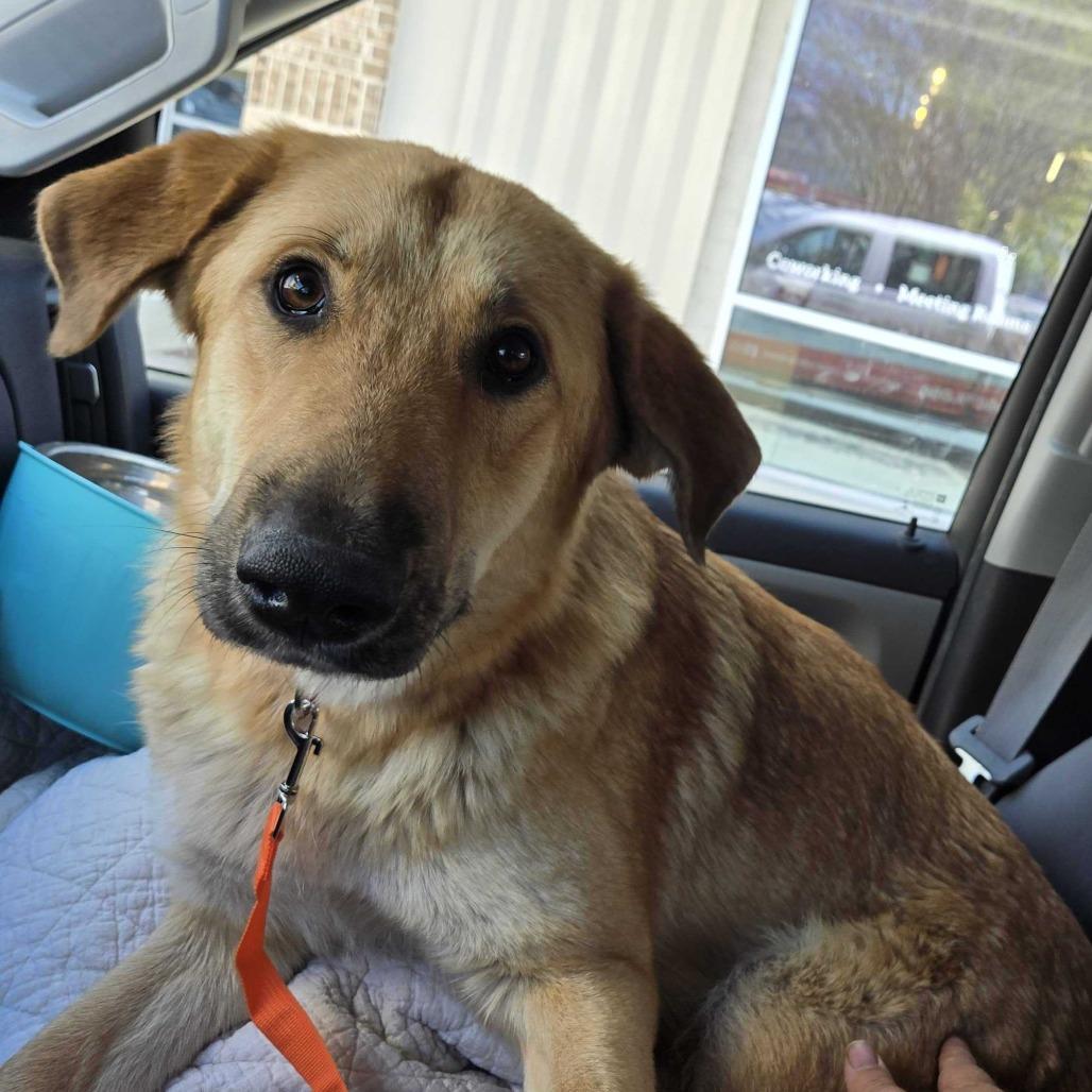 Maple, Adoptable, Adult Female Shepherd.