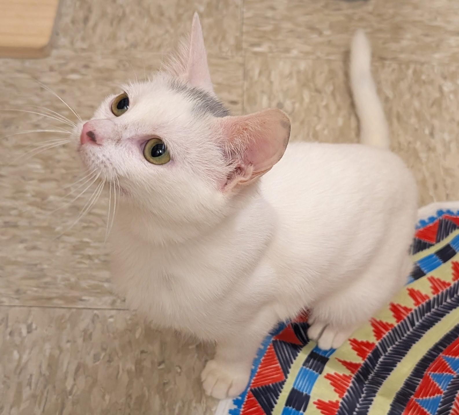 Enlarge MOUSSE, a Adopted Domestic Short Hair in Elgin, SC image 4/6