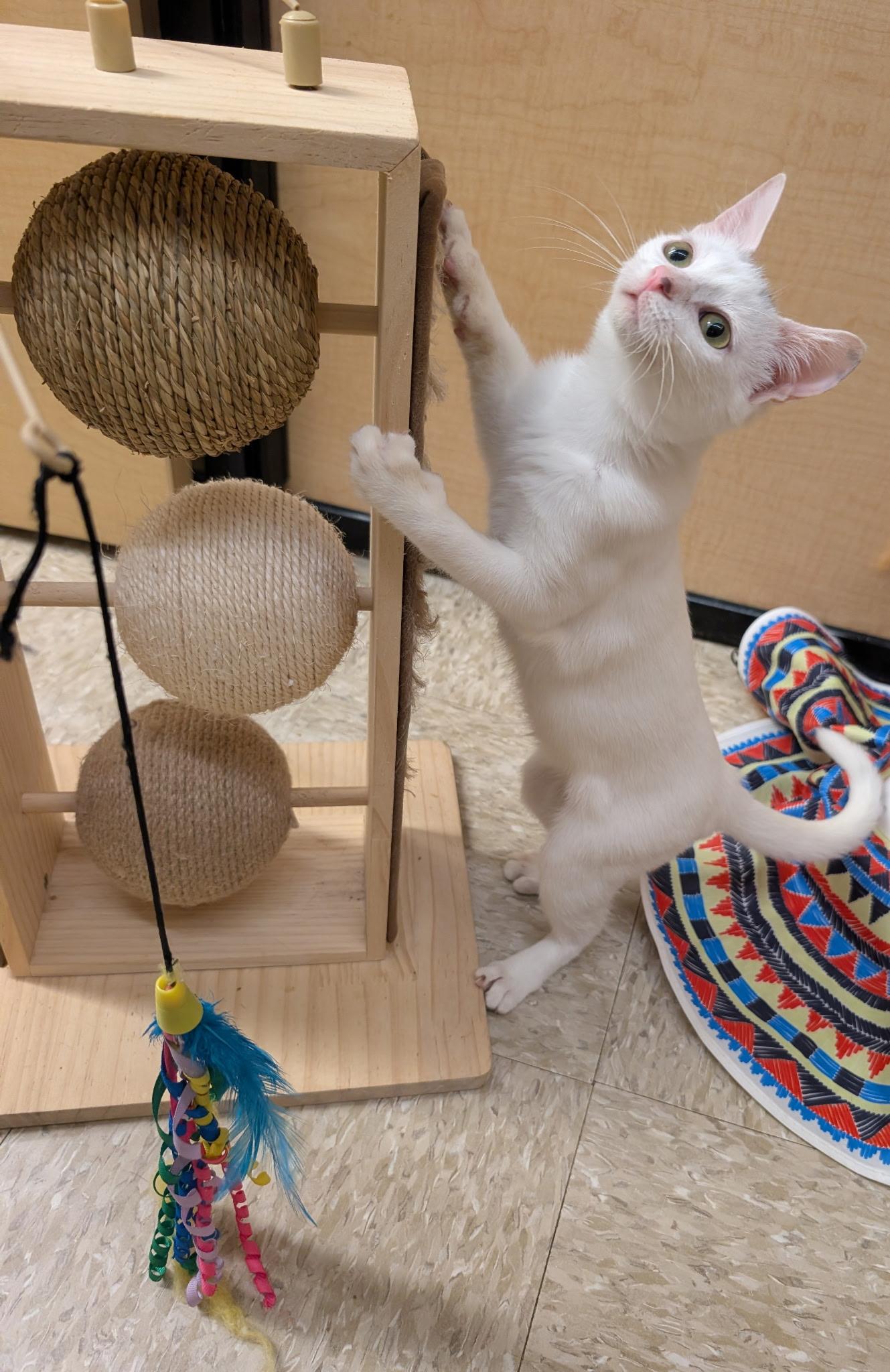 Enlarge MOUSSE, a Adopted Domestic Short Hair in Elgin, SC image 6/6