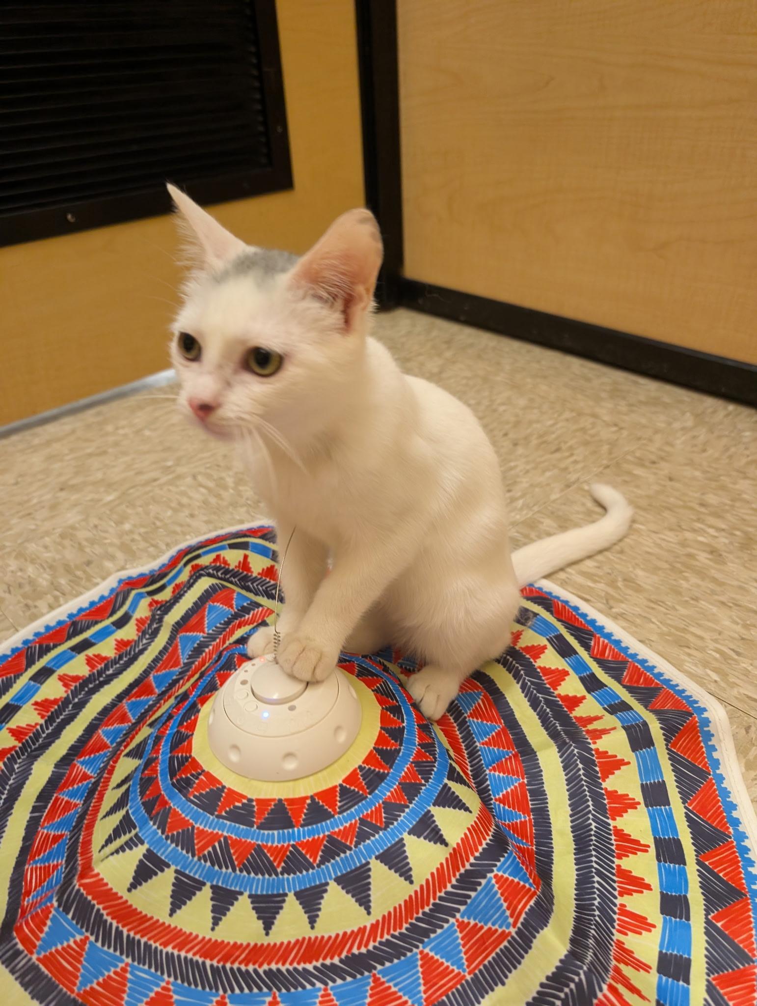 Enlarge MOUSSE, a Adopted Domestic Short Hair in Elgin, SC image 5/6