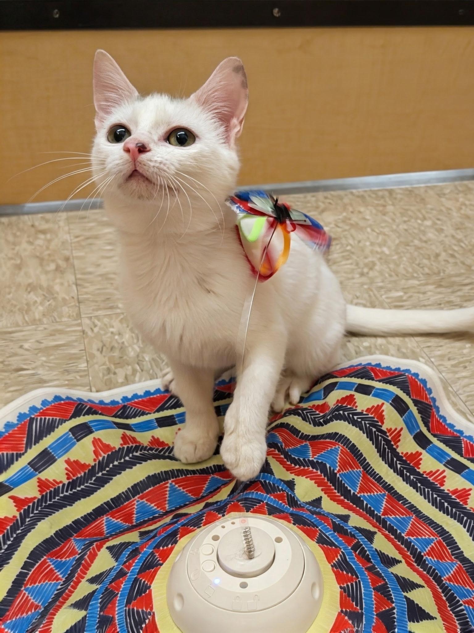 Enlarge MOUSSE, a Adopted Domestic Short Hair in Elgin, SC image 3/6