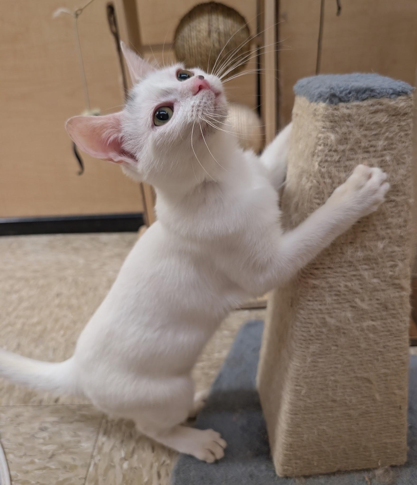 Enlarge MOUSSE, a Adopted Domestic Short Hair in Elgin, SC image 2/6
