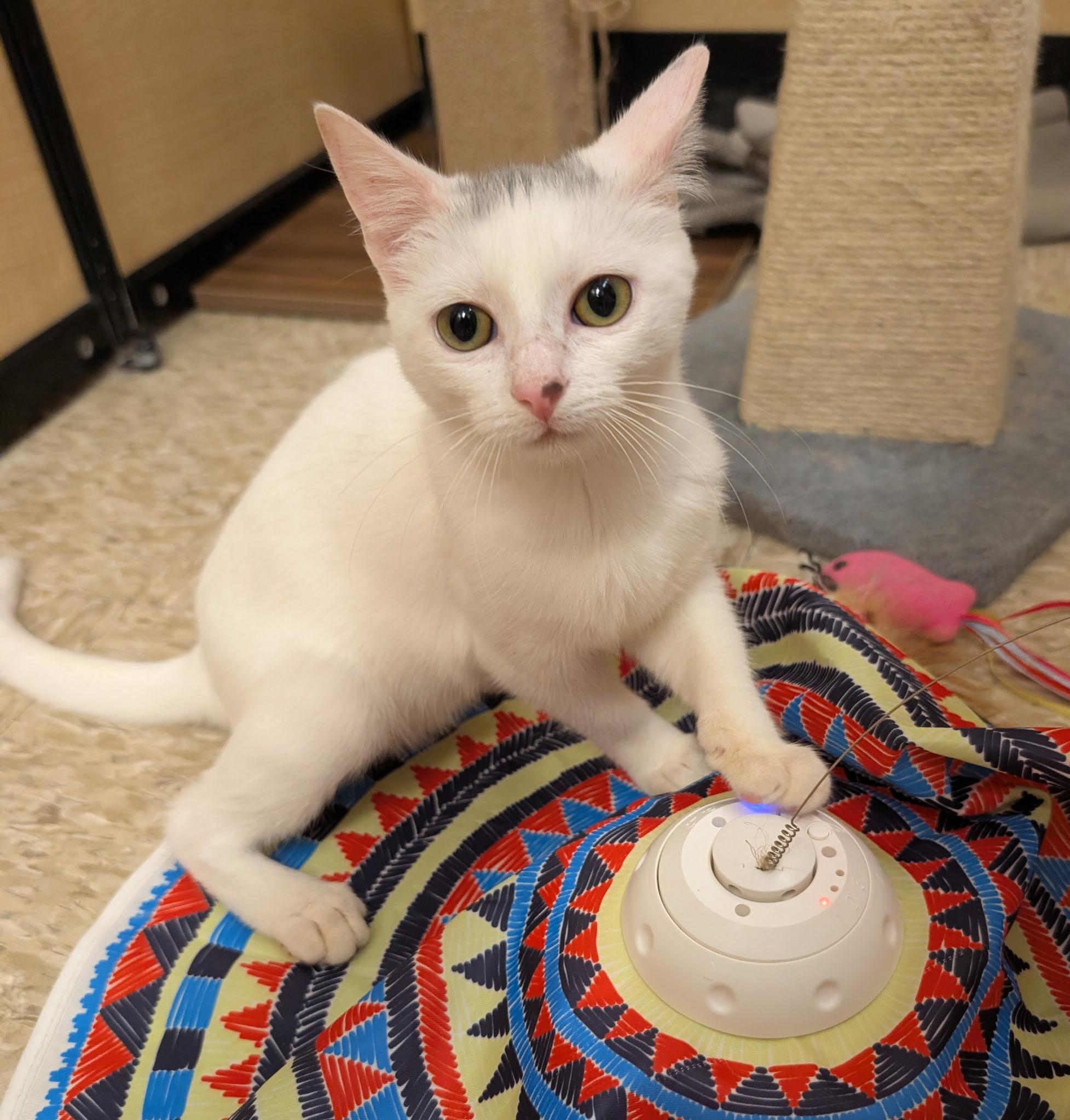 Enlarge MOUSSE, a Adopted Domestic Short Hair in Elgin, SC image 1/6