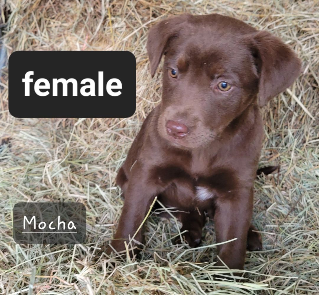 Mocha, Adopted, Puppy Female Black Labrador Retriever.