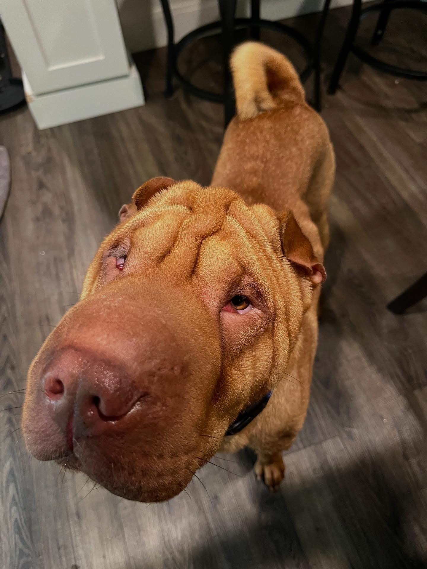 Enlarge Kash, a Adopted Shar-Pei in Parma Heights, OH image 1/1