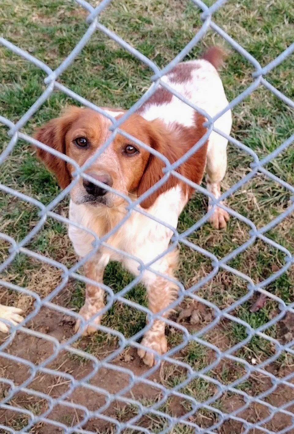 Enlarge TN/Gus, a Adopted Brittany Spaniel in Baldwinsville, NY image 1/1