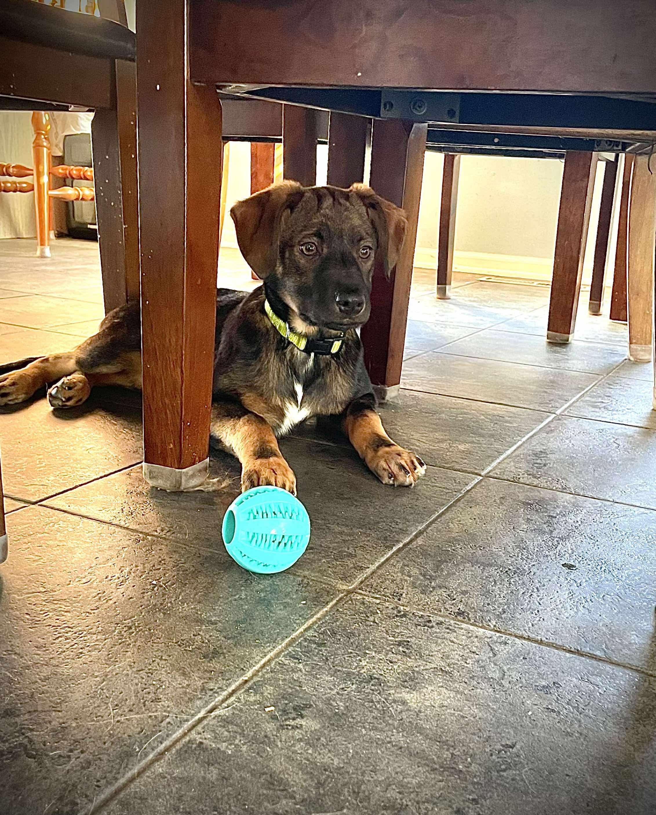 Enlarge Mylee, a ADOPTABLE mixed breed in Faribault, MN image 1/5