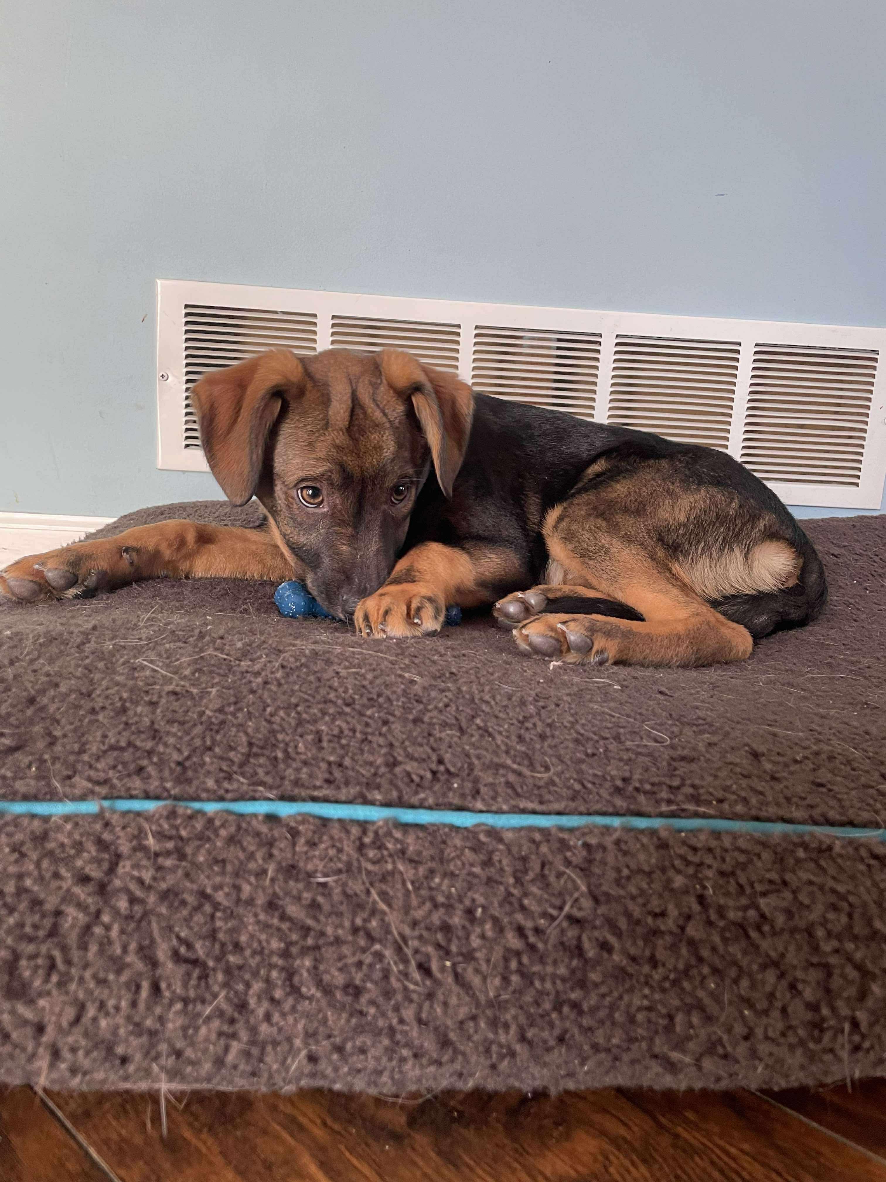 Enlarge Mylee, a ADOPTABLE mixed breed in Faribault, MN image 2/5