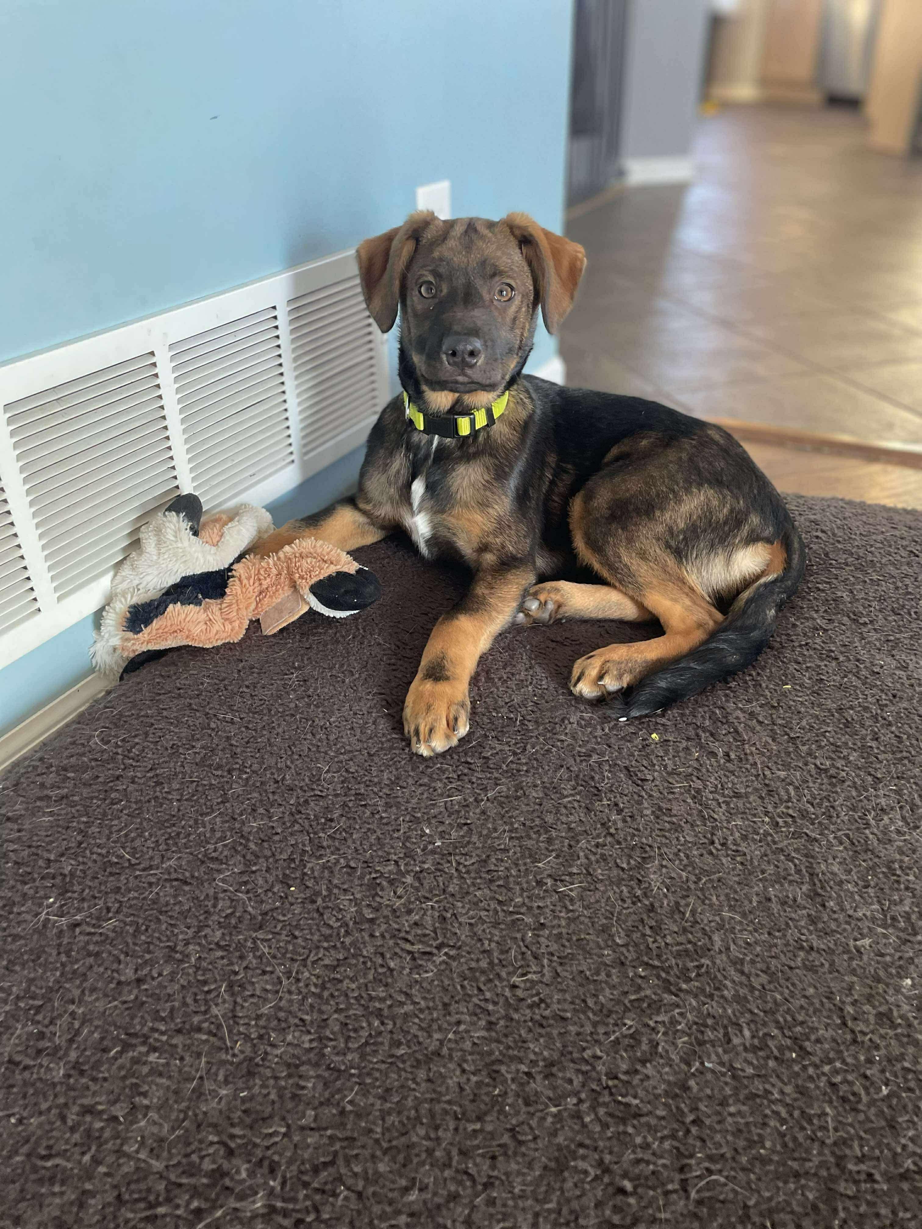 Enlarge Mylee, a ADOPTABLE mixed breed in Faribault, MN image 3/5